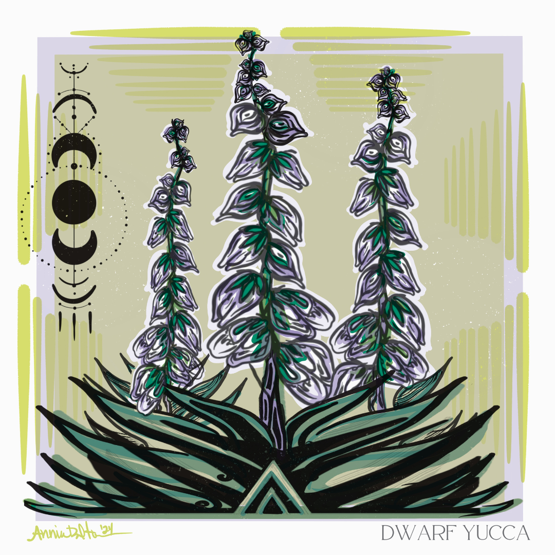 Dwarf Yucca Print – Canyonlands Natural History Association