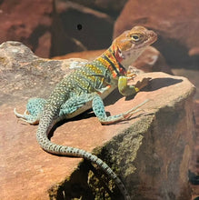 Load image into Gallery viewer, Collared Lizard Puzzle