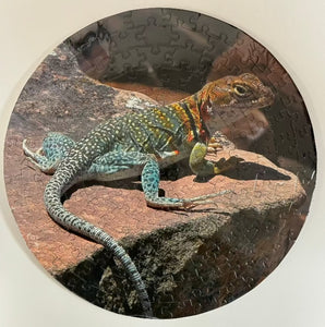 Collared Lizard Puzzle