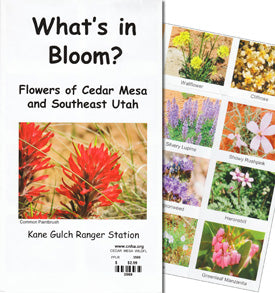 What's In Bloom? Flowers of Cedar Mesa and Southeast Utah
