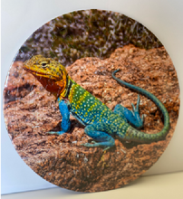 Load image into Gallery viewer, Collared Lizard Puzzle