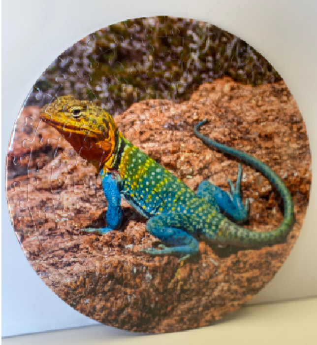 Collared Lizard Puzzle