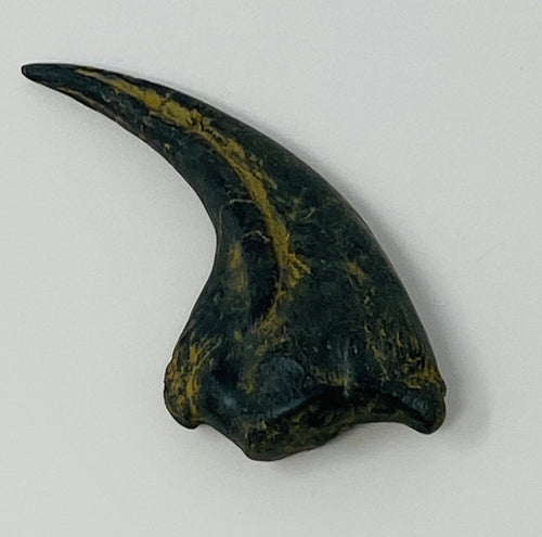 Replica Allosaurus Claw