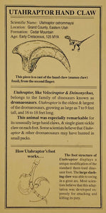 Replica Utahraptor Hand Claw