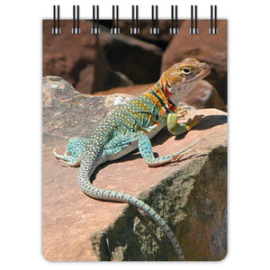 Journal Notes Collared Lizard